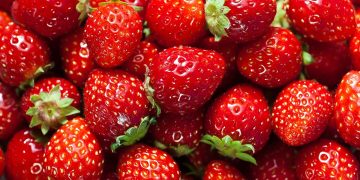 Quais são as vantagens de comer morango todos os dias