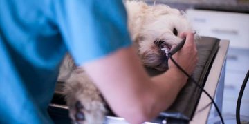 Veterinário fake inventa diploma, engana conselho e atua por 5 anos no DF