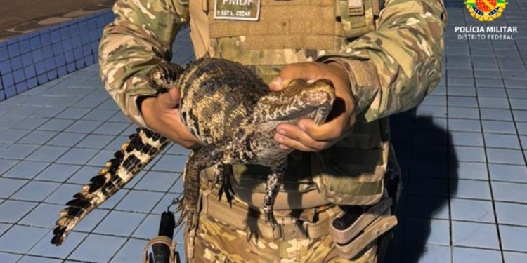 Filhote de jacaré é resgatado dentro de piscina em clube no DF