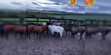 PMDF prende dupla que furtou mais de 45 gados avaliados em R$ 200 mil