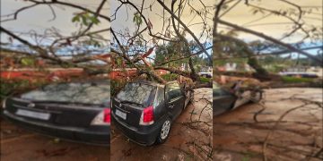 Árvore cai e destrói carro de brasiliense na Chapada dos Veadeiros