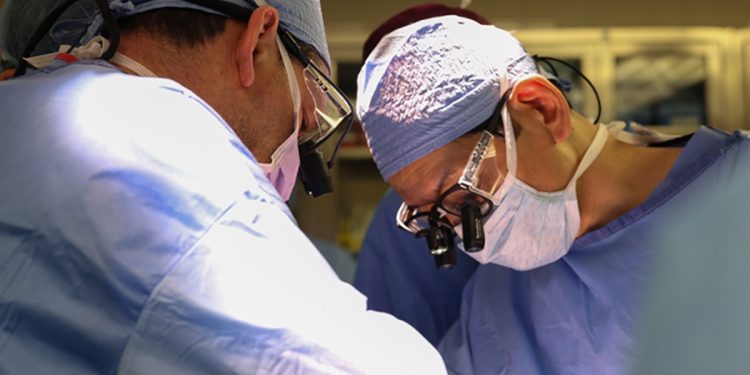 Pesquisa mostra como sistema imune humano reage a rim de porco