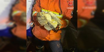 Samambaia: falcão fica preso em poste de energia e é resgatado. Veja vídeo