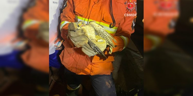 Samambaia: falcão fica preso em poste de energia e é resgatado. Veja vídeo