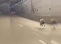 Ovelha é flagrada correndo entre os carros no túnel de Taguatinga. Veja vídeo