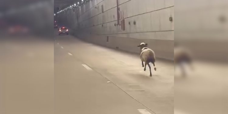 Ovelha é flagrada correndo entre os carros no túnel de Taguatinga. Veja vídeo