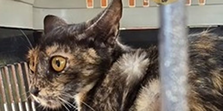 PCDF investiga abandono de 20 gatos em antiga costelaria na Asa Sul. Veja vídeo