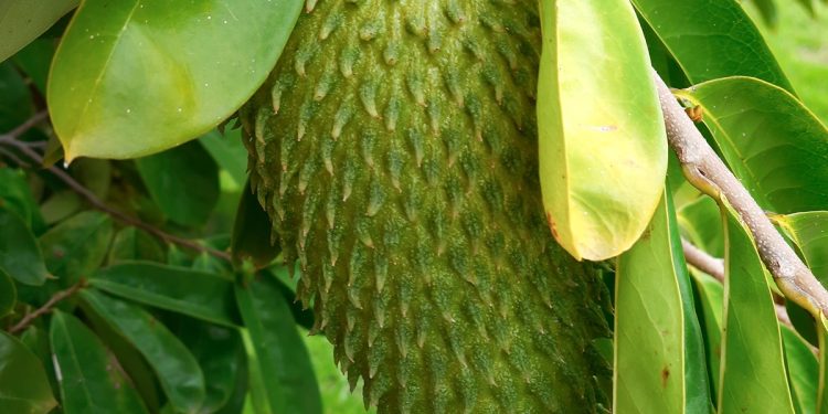 “Bomba da juventude”: nutricionistas explicam gelatina de fruta famosa