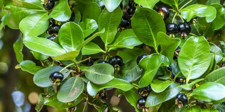 Grumixama: fruta brasileira evita picos de glicose e ajuda o intestino