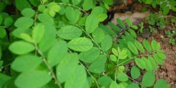Quebra-pedra deve ser o primeiro fitoterápico do SUS. Conheça a planta