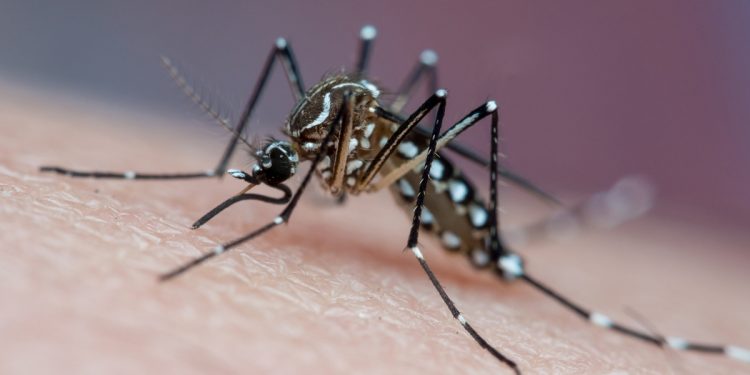 Opas alerta para aumento de casos e risco de surto de chikungunya