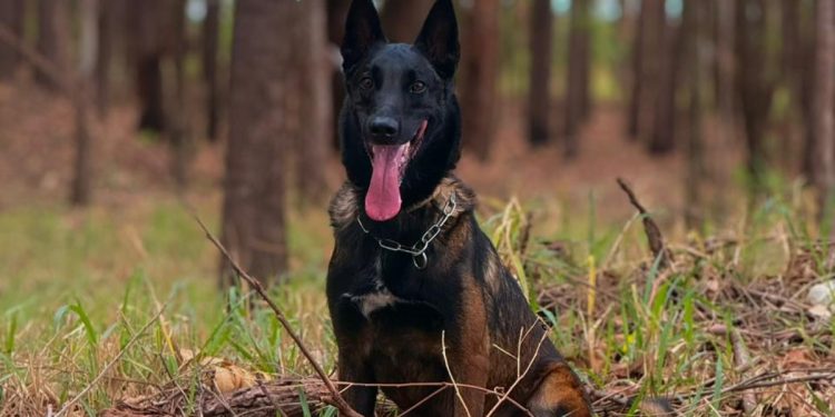 Pastor belga adestrado pela PCDF participa de chá revelação inusitado. Veja vídeo