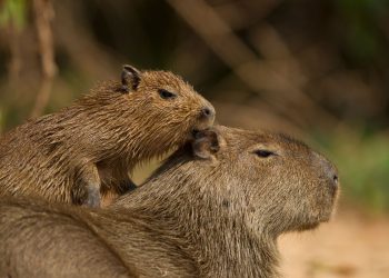 Capivara fere mulher após cão se aproximar de filhote em Águas Claras