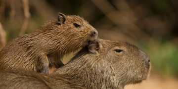 Capivara fere mulher após cão se aproximar de filhote em Águas Claras
