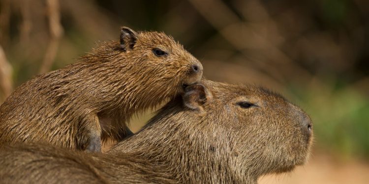 Capivara fere mulher após cão se aproximar de filhote em Águas Claras