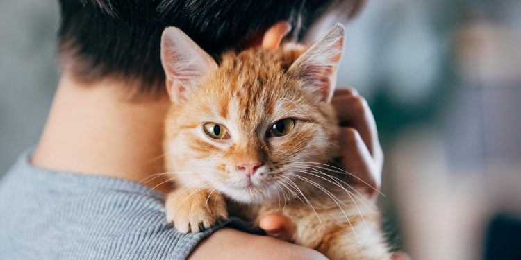 Novo genoma do câncer de gatos pode beneficiar humanos, mostra estudo