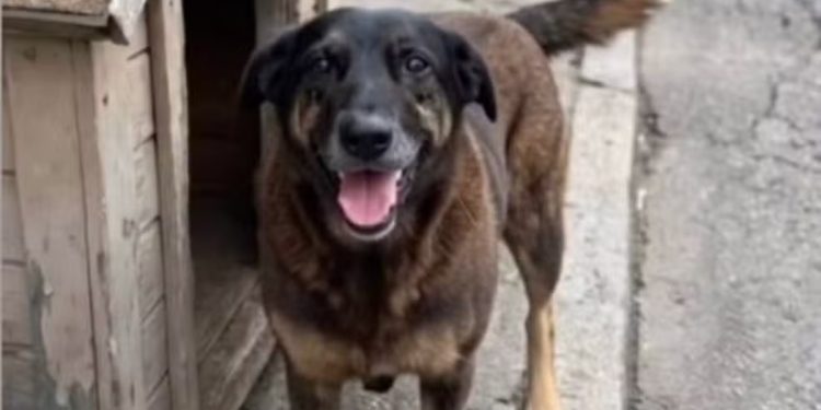 ONGs pedem que a PF assuma investigação sobre tortura do cão Orelha