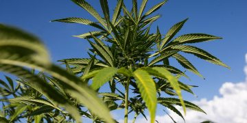 Reviravolta: juiz solta homem que plantava maconha; motivo surpreende