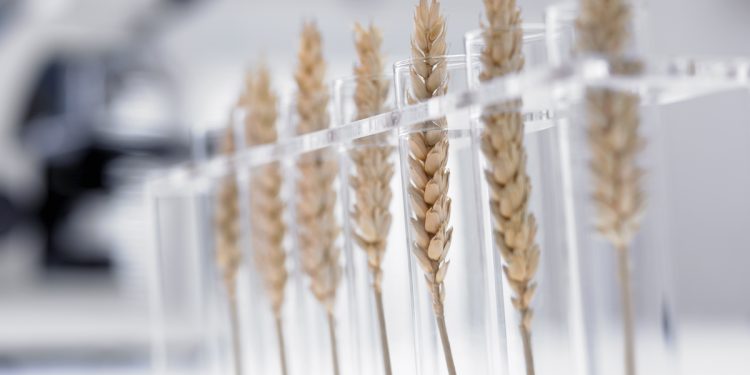 Nutricionista revela se todos alimentos transgênicos são cancerígenos