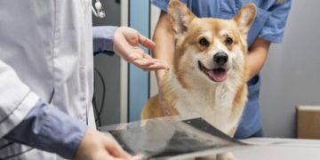 Clínica é condenada por ameaçar suspender o tratamento de pet