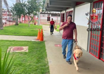 Fofura! Cães-guias dos bombeiros começam adaptação com tutores. Veja vídeo