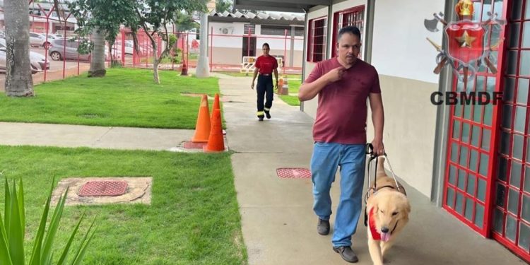 Fofura! Cães-guias dos bombeiros começam adaptação com tutores. Veja vídeo