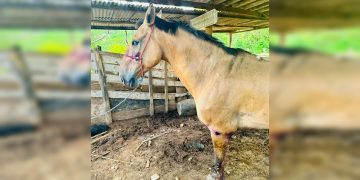 Cavalo furtado no DF é encontrado machucado após 13 dias desaparecido. Vídeo