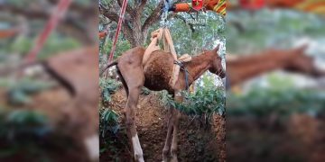 Filhote de égua cai em fossa e é resgatada por bombeiros no DF. Veja vídeo