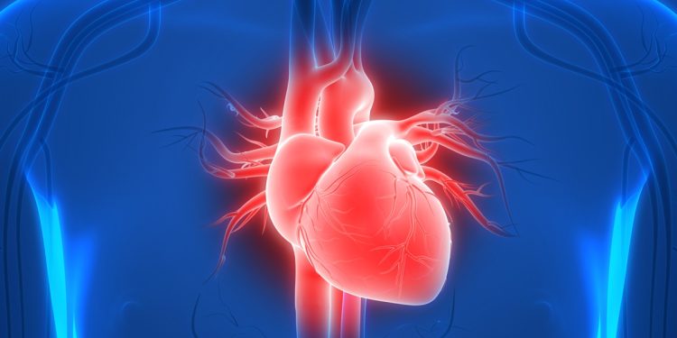 Cientistas criam coração em chip para testes mais seguros de remédios