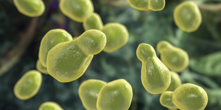 Fungo que preocupa OMS se torna mais letal em pessoas com tuberculose