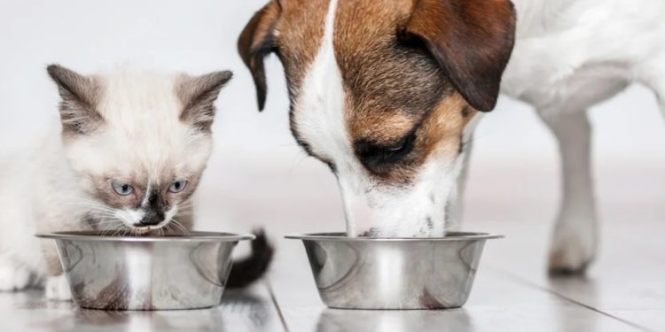 GDF cria política de bem-estar para cães e gatos; entenda