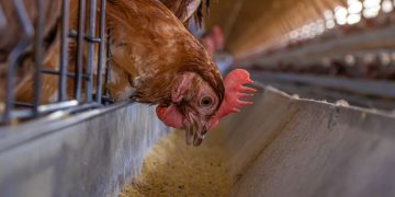 A democratização do galinheiro