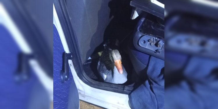 Nem os gansos escapam: aves são furtadas no Parque da Cidade