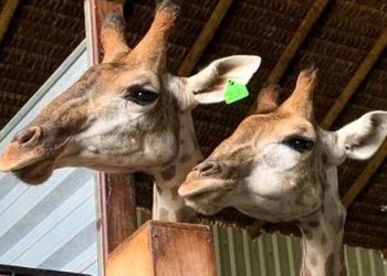 Zoo de Brasília prepara recinto de girafa que morreu para receber animais traficados