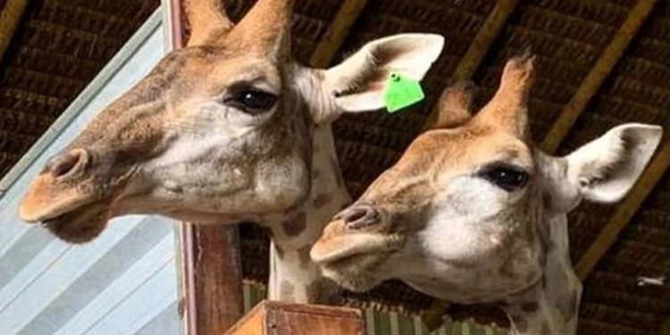 Zoo de Brasília prepara recinto de girafa que morreu para receber animais traficados