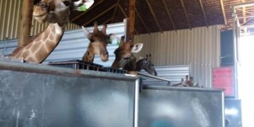 Girafas do BioParque serão transferidas para o Zoológico de Brasília