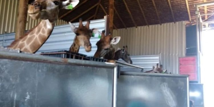 Girafas do BioParque serão transferidas para o Zoológico de Brasília