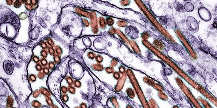 Nova vacina nasal mostra proteção promissora contra gripe aviária H5N1