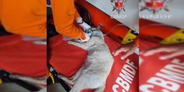 Dois gatos são resgatados durante incêndio em apartamento na Asa Norte