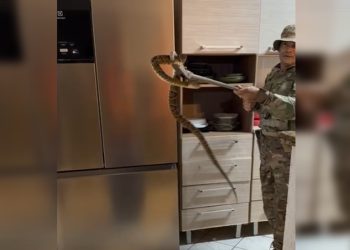 Jararaca que entrou em casa de condomínio do DF é resgatada. Veja vídeo