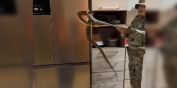 Jararaca que entrou em casa de condomínio do DF é resgatada. Veja vídeo