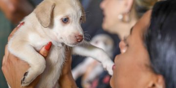 Identidade pet: DF inicia cadastro de identificação de cães e gatos