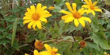 Bonita, mas perigosa: moradores temem expansão de planta invasora em condomínio