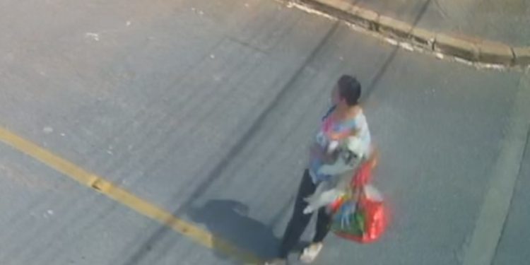 Mulher “sequestra” shih tzu no Guará, e família procura pelo cãozinho. Veja vídeo