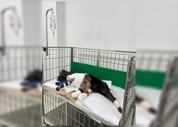 Tamanduá-bandeira resgatado no DF tem patas fraturadas e fará cirurgia
