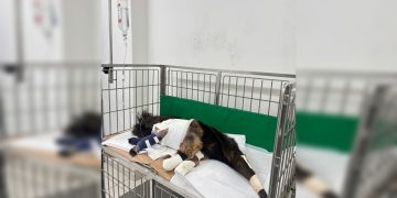 Tamanduá-bandeira resgatado no DF tem patas fraturadas e fará cirurgia