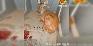 Veado-catingueiro ferido por cachorro busca abrigo em casa no DF