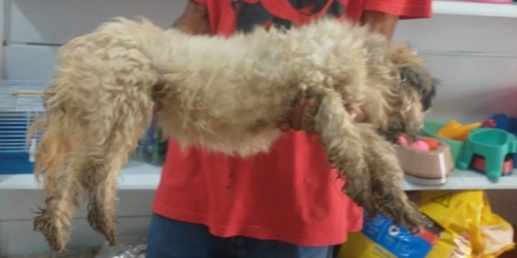 Cachorro abandonado que ficou sozinho por 10 dias não resiste e morre