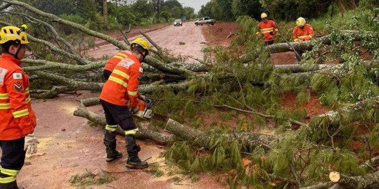 Temporal derruba árvores em várias regiões do DF