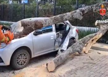 Árvore de grande porte cai e atinge três carros estacionados na Asa Sul